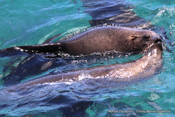 Cape fur seals, Shark cage diving, Gansbaai, Western Cape